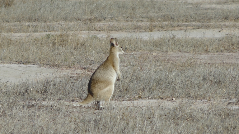 Wallabys bei Burketown